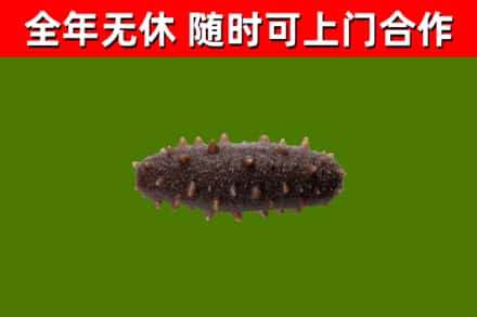 东山回收海参干